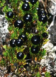 Image result for Eriosema nutans