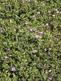 Image result for Blumea squarrosa