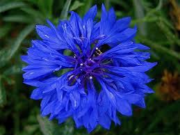 Blue Corn Flower Bachelor Button Flowers Blue Plants Grow Flower Seeds