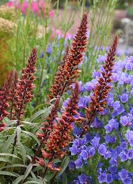 Image result for Isoglossa floribunda