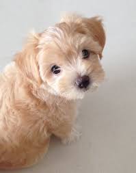 pin by e v y c a t h e r i n e on pawshake singapore dogs cute animals cute baby animals cute baby dogs