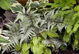 Maybe you would like to learn more about one of these? Different Types Of Ferns Garden Gate
