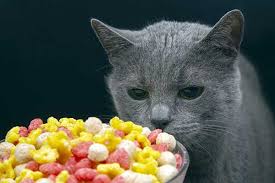 Rice krispie treats in fun pumpkin shapes. Can Cats Eat Cereal Here S What Experts Think