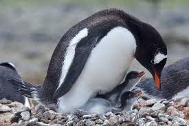 Penguin species, photos and names. Different Types Of Penguins A Z List