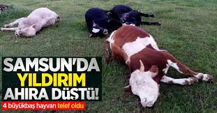Samsun Da Yildirim Dustu 4 Buyukbas Hayvan Telef Oldu