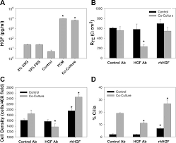 Growth factors in animal cell culture. Effect Of Hepatocyte Growth Factor Hgf On Hbe Cell Phenotype A Hgf Download Scientific Diagram