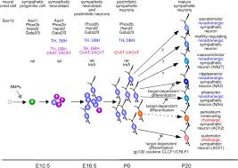 Sympathetic Tales Subdivisons Of The Autonomic Nervous System And The Impact Of Developmental Studies Neural Development Full Text