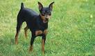 Miniature Pinscher Puppies for Sale - Min Pin Puppies ...