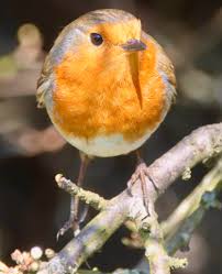 A thank you to each and everyone who have followed my Robin Advent 2024  each day. Many of us do miss loved ones and a Robin to me does appear to  give