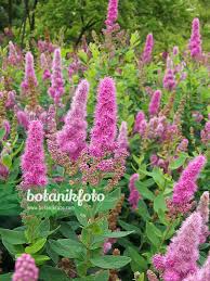 Image result for Spiraea billardii