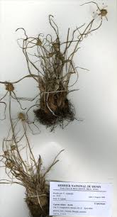 Image result for Cyperus dubius