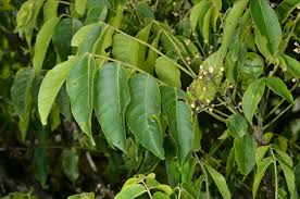 Image result for Clausena anisata
