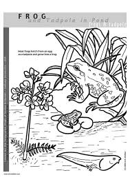 Malvorlage Frosch Kostenlose Ausmalbilder Zum Ausdrucken