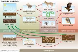 We did not find results for: Food Chain Definition Types Facts Britannica