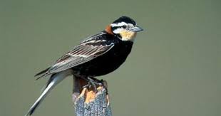 Birds Be Safe Collar Canada Pin On Buntings Tow Quit Spur Ham Seed
