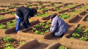 Faire Du Mali Le Grenier De L Afrique De L Ouest