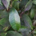 Image result for Elaeodendron croceum