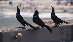 We suggest using the following: Managing Grackles Deter One Of Summer S Most Invasive Birds Bird X