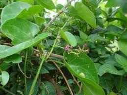 Image result for Vincetoxicum sylvaticum