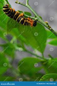 A Yellow-Brown and Hairy Caterpillar Stock Photo - Image of branch, leaf:  246392376