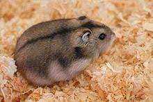When hamsters get older, they will slow down their levels of activity. Winter White Dwarf Hamster Wikipedia