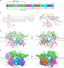 C'est pourquoi, le ministère de l'éducation nationale a décidé de réduire les stages cap pâtissier 2021. Mechanistic Insights Into The R Loop Formation And Cleavage In Crispr Cas12i1 Nature Communications