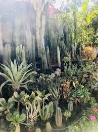 Find here details of companies selling cactus plants, for your purchase requirements. Cactus Plants In Morocco Marrakech Riad