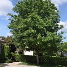 Image result for Lophostemon confertus