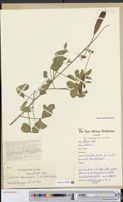 Image result for Erythrococca kirkii