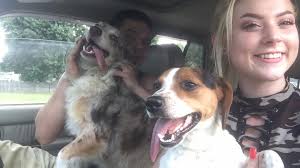 Lost dogs found