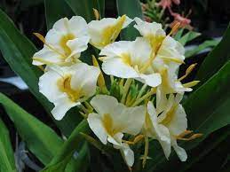 Yellow Ginger Lei Yellow Ginger My Florals Pinterest Hawaiian Flowers Flowers Beautiful Flowers