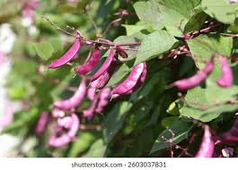 Image result for Lablab