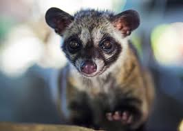 Kopi Luwak Dunyanin En Pahali Kahvesi M O K A P O T A