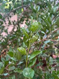 Image result for Ehretia obtusifolia