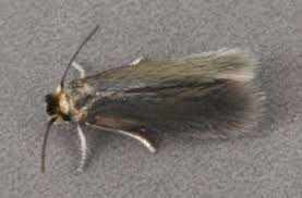 Image result for Stigmella pretiosa