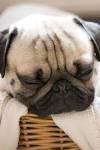 15 of the Laziest Dog Breeds - Showbiz Cheat Sheet