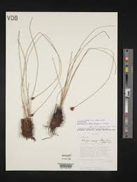 Image result for Bulbostylis contexta