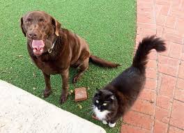 Cat calorie calculator (mobile friendly). The Dogs And Fat Cats Of Coronado Aka No Bad Dogs Coronado Island News Coronadonewsca Com