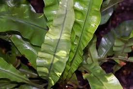 Image result for Elaphoglossum kivuense