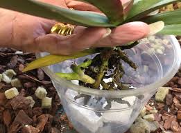 Check spelling or type a new query. How To Repot An Orchid Orchid Composts The North Of England Orchid Society