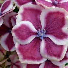 Hortensja Bukietowa Vanille Fraise Hydrangea Paniculata Albamar Ogro