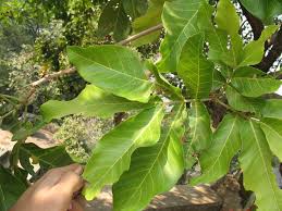 Image result for Xylia africana
