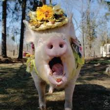 Pig synonyms, pig pronunciation, pig translation, english dictionary definition of pig. Esther Thewonder Pig Estherthepig Twitter