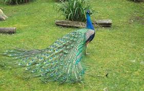 Bird With Colorful Feathers Name 25 Different Types Of Birds With Names And Pictures Styles At Life Peacock Images Peacock Photos Birds
