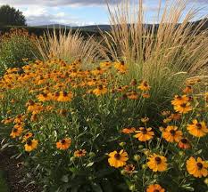 Image result for Helichrysum aureo-nitens