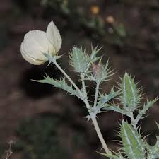 Image result for Argemone ochroleuca