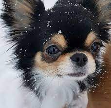 Chihuahua Counting Snowflakes Chihuahua Counting Snowflakes Schattige Dieren Chihuahua Honden