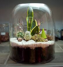 Terrarium Kit The New Domestic Terrariums Kits Terrarium Room With Plants