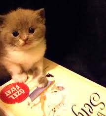 british shorthair cat kedi