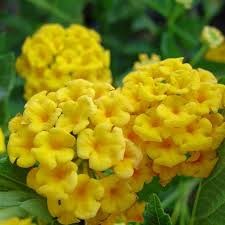 Image result for Lantana moldenkei